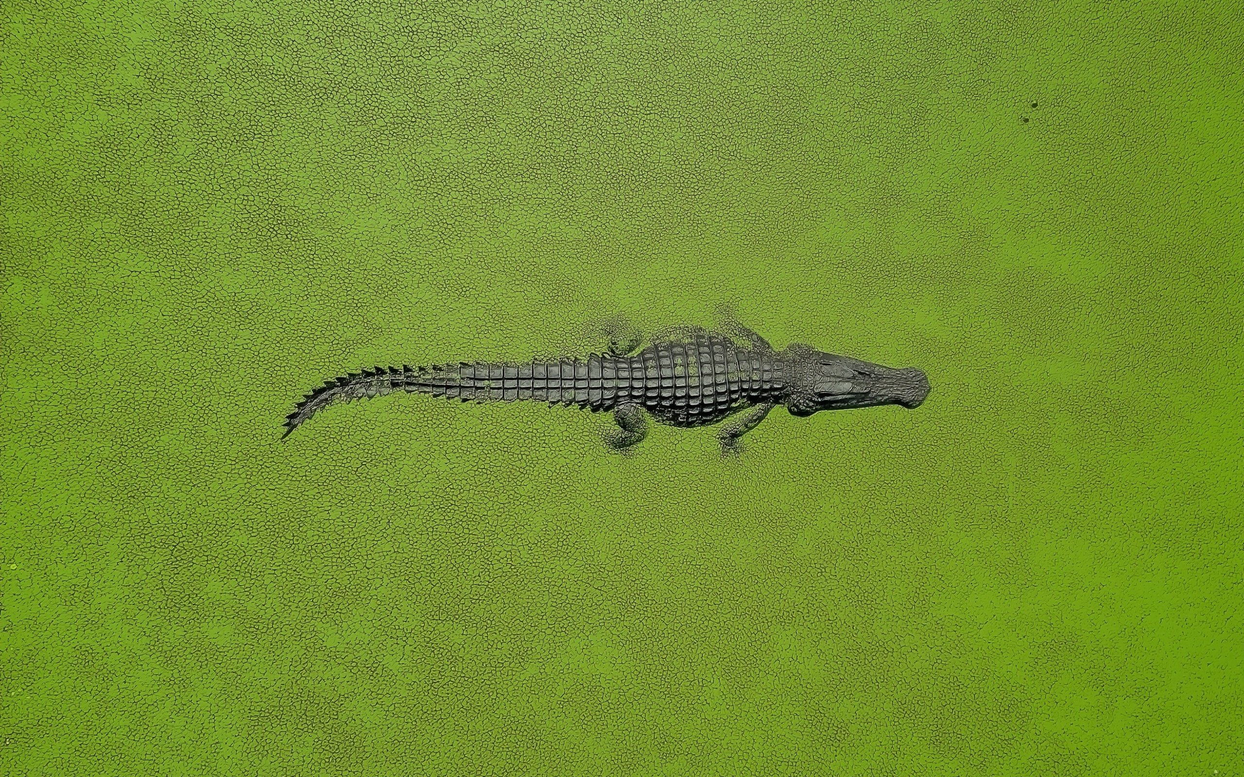 Overhead view of a reptile floating in bright green water.